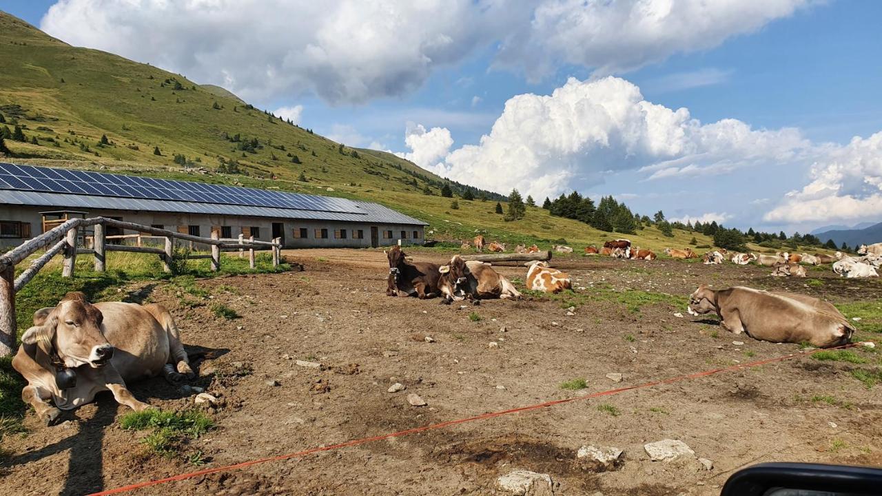 Marmot Apartment Dimaro Εξωτερικό φωτογραφία